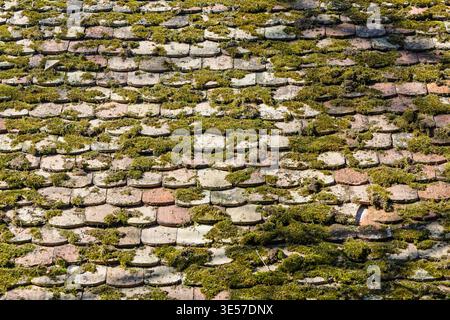 Moss-covered weathered terracotta roof tiles photographed in close-up, showing texture, repeating pattern and natural green growth on an old rooftop, Stock Photo