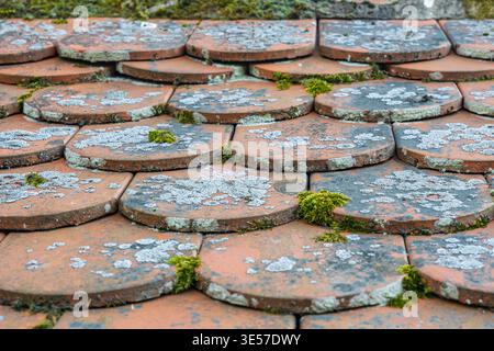 Close-up view of weathered terracotta roof tiles showing overlapping round shingles with patches of moss and pale lichen, conveying age, texture and r Stock Photo