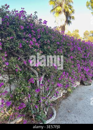 A Bougainvillea plant in bloom on the The French Riviera (Côte d'Azur). Stock Photo