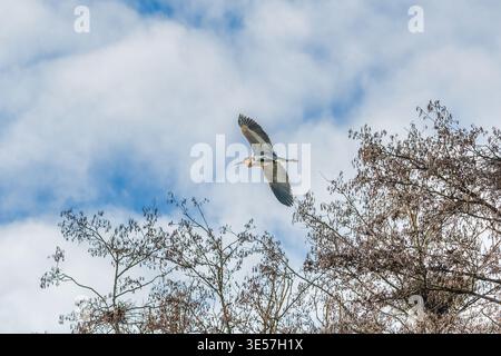 Grey heron flying above nesting tree against blue sky Stock Photo