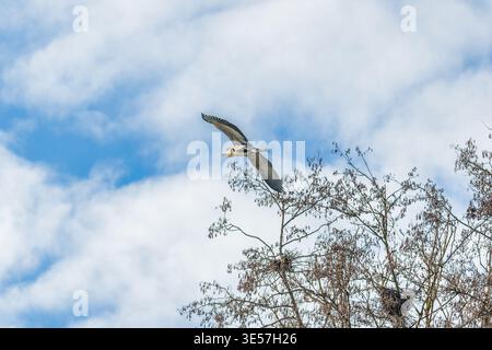 Grey heron flying above nesting tree against blue sky Stock Photo