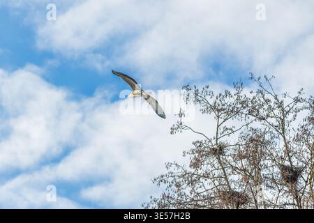 Grey heron flying above nesting tree against blue sky Stock Photo