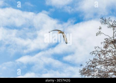 Grey heron flying above nesting tree against blue sky Stock Photo