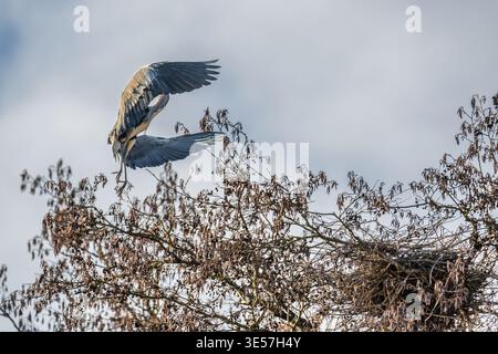 Grey heron landing on nesting tree above bird colony Stock Photo