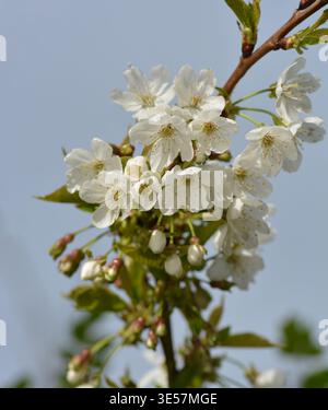 Wild Cherry Blossom Stock Photo