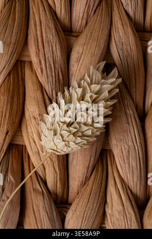 Close-up of a dried flower resting on an intricately woven wicker texture. The basket weave pattern showcases natural tones, highlighting the artistry Stock Photo