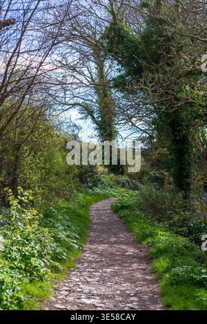 Winding woodland path through green countryside forest Stock Photo