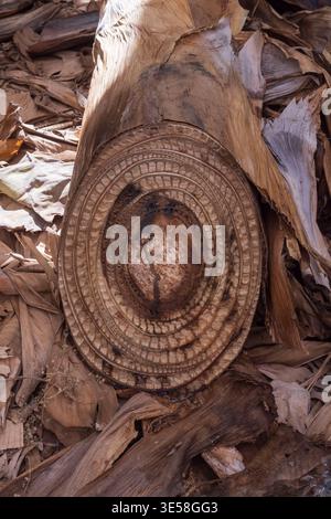 Cross section of banana palm trunk showing organic texture and fibrous ...