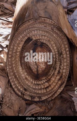 Cross section of banana palm trunk showing organic texture and fibrous ...