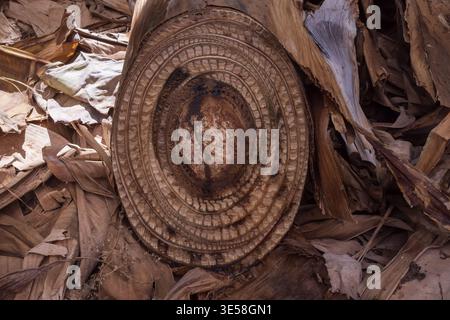 Cross section of banana palm trunk showing organic texture and fibrous ...