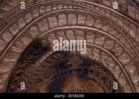 Cross section of banana palm trunk showing organic texture and fibrous ...
