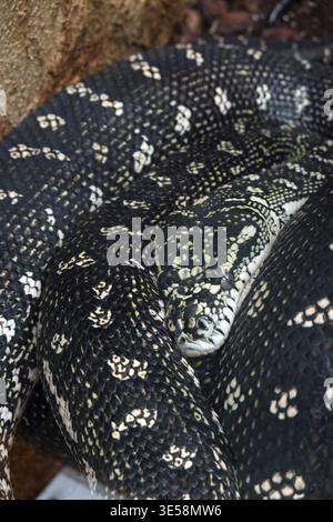 Diamond python (Morelia spilota spilota), diamond python, carpet python, in a zoo, Germany Stock Photo