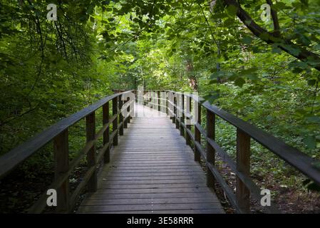 Wooden path in the forest Stock Photo