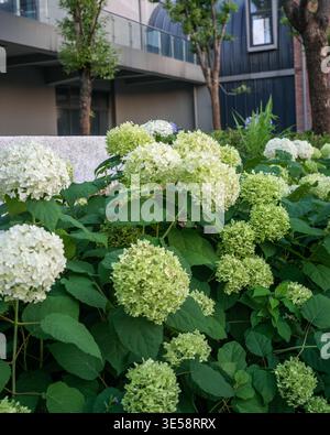 Close up of vibrant blooming white hydrangea flowers and dark green leaves, with a blurred modern building and curved wall in the background. The scen Stock Photo