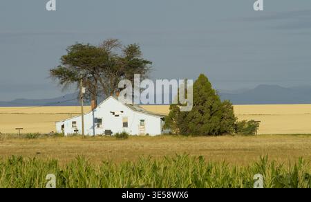 Old Farmhouse in Corn Field Rural American Agriculture Landscape Stock Photo