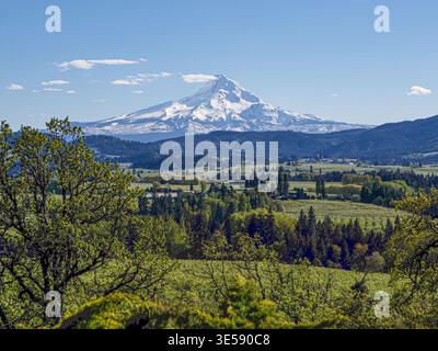 Mount Hood Viewed from Panorama Point Near Hood River, Oregon. Snow-covered peak, rolling forested hills, and spring greenery create a pleasing scene. Stock Photo