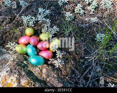 High angle close-up view of an assortment of tin foil wrapped colorful chocolate easter eggs on forest floor on a sunny spring day Stock Photo