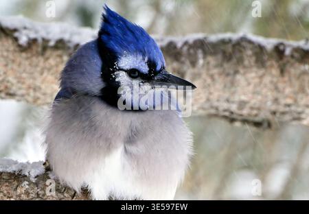 An Eastern Blue Jay in winter," Cristata; cyanocitta", perched on a spruce tree branch looking over his shoulder Stock Photo