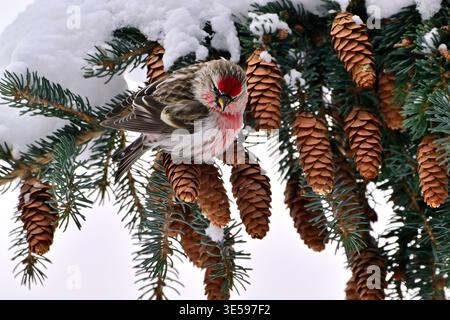 A Common Redpoll bird, Acanthis Flammea,perched on a spruce tree branch foraging in the spruce cones. Stock Photo