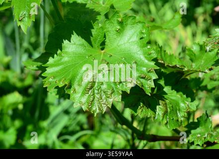 Grape Anthracnose Disease on Grapevine Leaf Close Up with Leaf Damage Stock Photo
