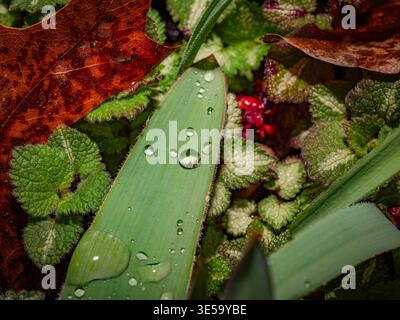 Macro of raindrops on a fresh green leaf in garden undergrowth with oak leaf Stock Photo