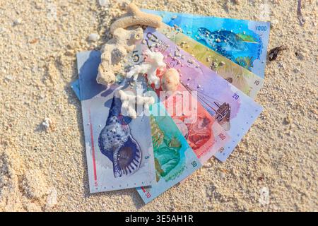 Maldivian colorful currency lies on sandy beach, scattered with seashells. Shell shapes vary, some smooth, others textured. Sunlight glints off paper, Stock Photo