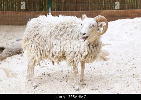 A brown sheep with thick curly wool and large curved horns standing on sandy ground inside a fenced enclosure, facing the camera with its mouth slight Stock Photo