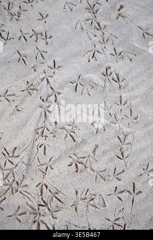 Bird footprint tracks in the sand on the beach on Isla Mujeres in Mexico Stock Photo
