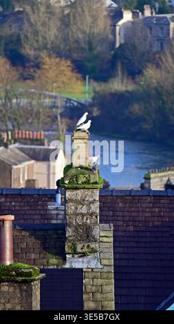 Doves perching on chimney stack, House Number 31, Beast Banks, Kendal, Cumbria, England, United Kingdom, Europe. Stock Photo