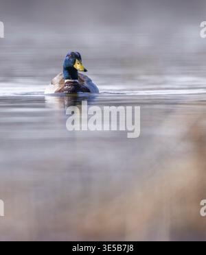 Mallard duck swimming creating small ripples on the water surface in Razice, Czechia Stock Photo