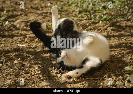 A cat is rolling on its back on stony ground, in the shade of a tree on a sunny day Stock Photo