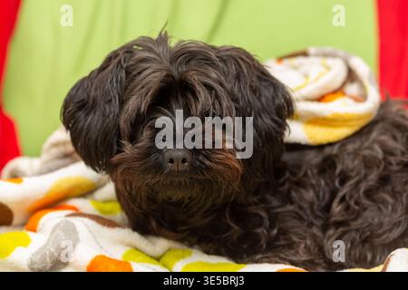 A cute Yorkipoo dog with a shaggy coat lying on a sofa looking to camera. Stock Photo