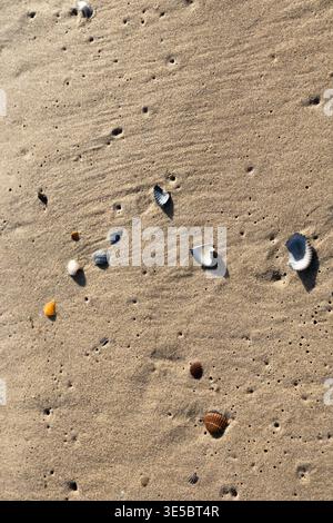 Close-up of seashells scattered on sandy beach, creating natural patterns and textures in soft daylight. Stock Photo