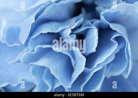 Macro horizontal full frame background texture of soft blue carnation flower petals closeup Stock Photo