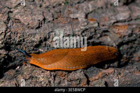 Close-up macro shot of a vibrant orange slug slowly crawling on textured tree bark Stock Photo