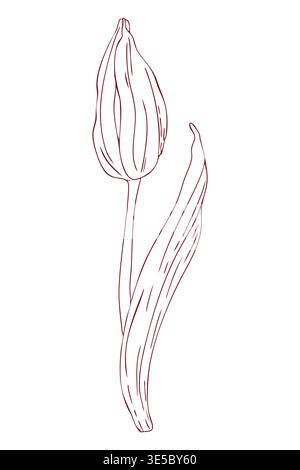 Delicate, closed tulip bud, hand-drawn line drawing, scribbles, linear art, vector Stock Vector