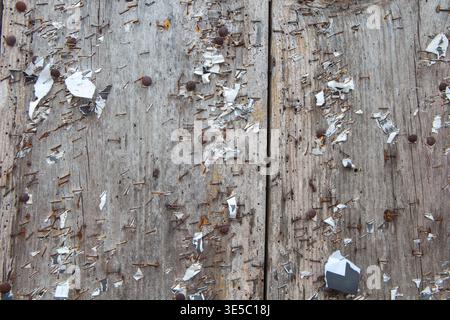 Door covered in rusty staples and tacks, the result of decades of posting flyers. Focus on the foreground Stock Photo