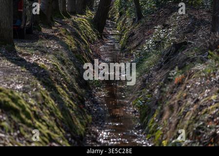 Water flowing in narrow drainage ditch in forest, natural stream channel Stock Photo