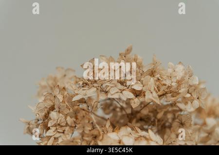Dried hydrangea flowers on soft neutral background, minimalist botanical still life Stock Photo