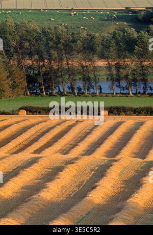 Mixed arable farmland including sheep grazing pasture and recently harvested field of wheat in the foregound with rows of straw drying before baling, Stock Photo