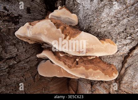Artists Fungi (Ganoderma applanatum) growing on dead beech stump, John Muir Country Park, East Lothian, Scotland, July Stock Photo