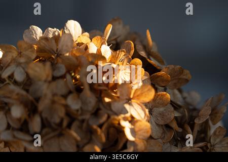 Dried hydrangea flowers glowing in warm sunlight, golden hour macro texture Stock Photo