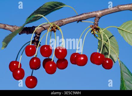 Wild Cherry / Gean (Prunus avium) ripe fruit hanging from mature hedgerow tree, Berwickshire, Scotland, August Stock Photo