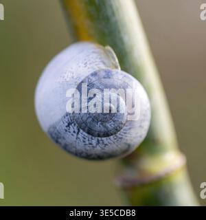 A delicate close-up of a small spiral snail shell clinging to a smooth green plant stem, showcasing fine textures and subtle gray-white patterns again Stock Photo