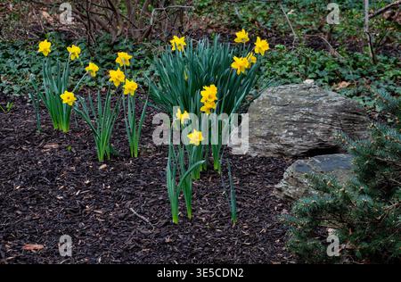 A clump of Kink Alfred Daffodils in a natural setting Stock Photo
