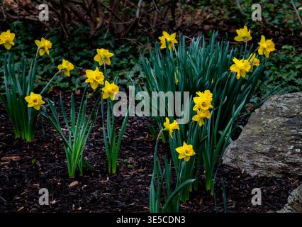 A clump of Kink Alfred Daffodils in a natural setting Stock Photo