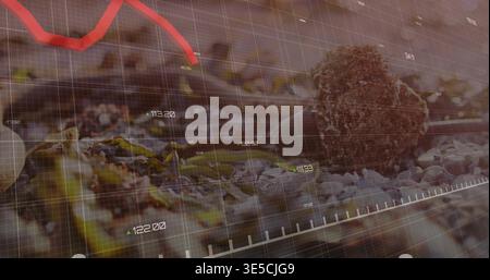 Displaying seed pod resting on rocky shoreline with data overlay and red trend line, copy space Stock Photo