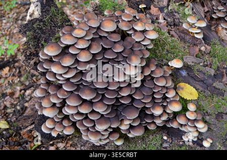 Wild mushrooms in autumn in a German forest Stock Photo