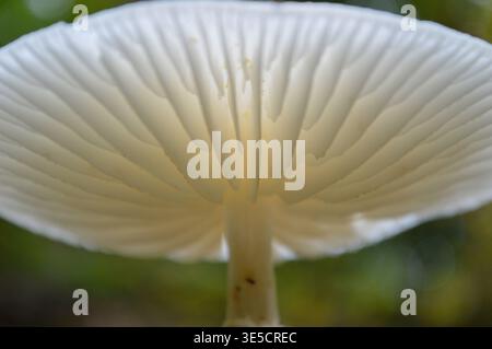 Wild mushrooms in autumn in a German forest Stock Photo