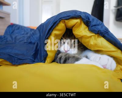 Domestic cat rests comfortably inside a blue and yellow sleeping bag on a bed, with a softly blurred room interior in the background Stock Photo